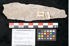 Foto (Objekt + Etikett) von Lepidodendron selaginoides Sternbg. (NHMW-GEO-2024-0188-11038)